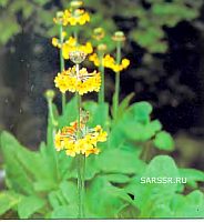primula bulleyana primula bulleyana