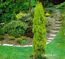 кипарис