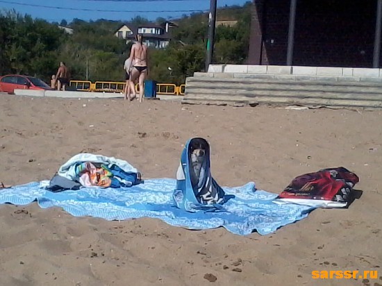 собака